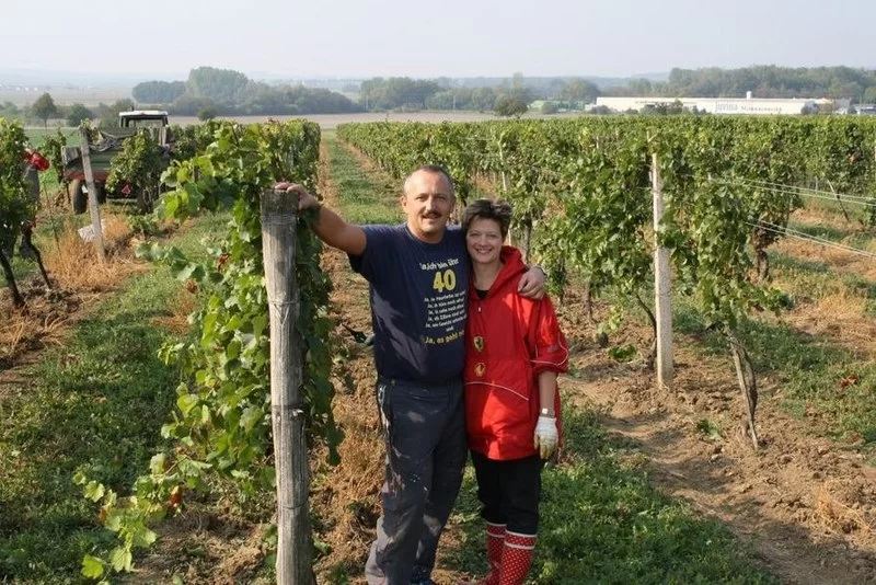 Die Wirtsleut beim Weinlesen