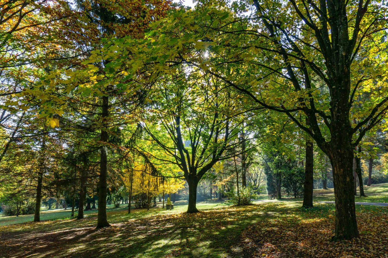 Sonnenlicht fällt durch bunte Herbstblätter in einem ruhigen Park.